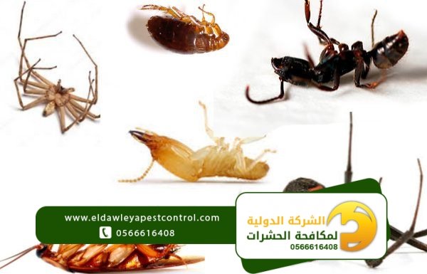 تعرف على أشهر أنواع الحشرات المنزلية وكيفية التعامل معها - كيفية القضاء على النمل في المنزل