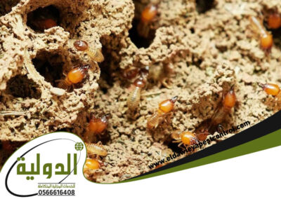 شركة ابادة حشرات ومكافحة النمل الابيض