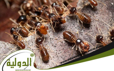 خدمات مكافحة النمل الابيض بجدة بالضمان 0566616408