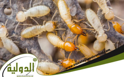 علاج النمل والصراصير بأفضل الطرق في المنزل 0566616408