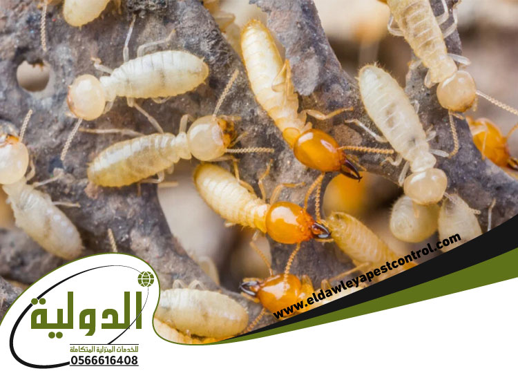 علاج النمل والصراصير