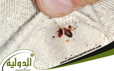 الفرق بين بق الفراش و النمل الابيض والتخلص منهما