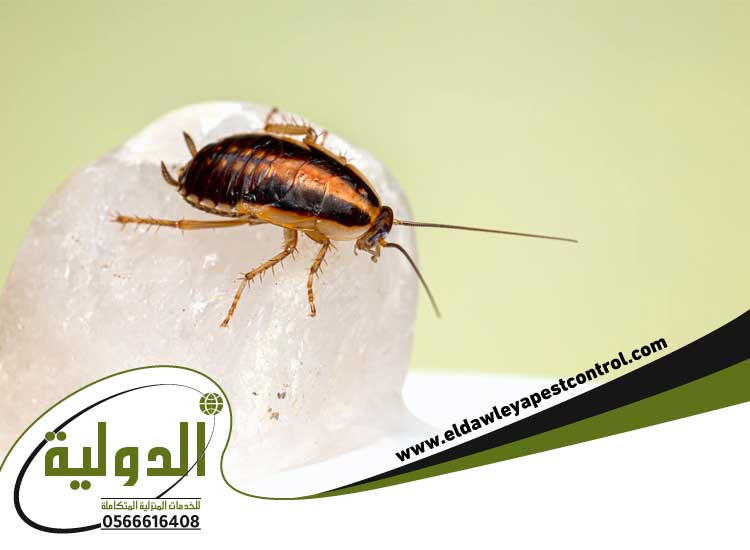 علاج النمل والصراصير