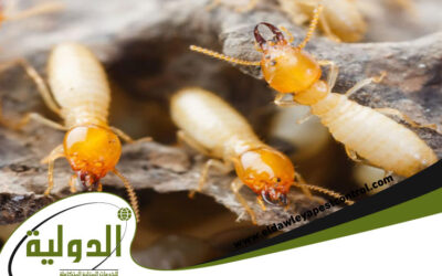 كيفية مكافحة النمل الابيض قبل البناء 0566616408
