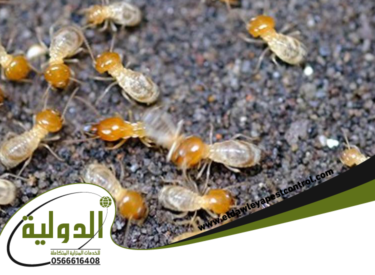 شركة مكافحة الارضة بخليص