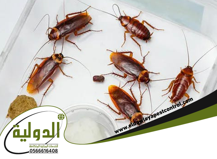 شركة مكافحة صراصير بالطائف